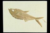 5.6" Fossil Fish (Diplomystus) - Green River Formation - #130239-1